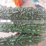 Bitter Gaurd (Momordica Charantia ) thumbnail-3