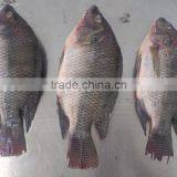 Frozen Tilapia WR thumbnail-3