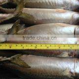 Pacific Mackerel 400~600g thumbnail-1