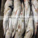 Export Vietnam 1-1.5KG Frozen Gullet Mullet Fish thumbnail-5