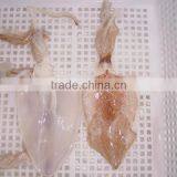 Frozen Argentina Squid thumbnail-1