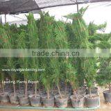 Araucaria Cunninghamii thumbnail-2