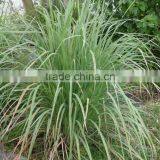 Cymbopogan Flexuosus thumbnail-2