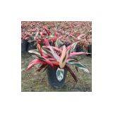 Flower Seeds thumbnail-1