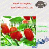 SXTS No.1410 Pink Hybrid Little Tomato Seed