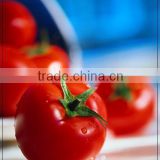 tomato paste 36-38%