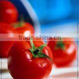 tomato paste 36-38%