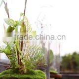 Clear Glass Cloche With Wood Base thumbnail-2