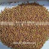 Red Sorghum for Animal Feed thumbnail-1