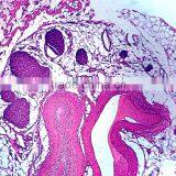 Direct Factory for Medical School Human Microscope Slides