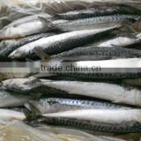 Frozen Atlantic Mackerel/Scomber Scombrus 200-300g For Sale
