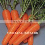 New Crop Fresh Carrot thumbnail-1