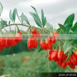 Chinese Best Wolfberry Medlar Goji Berry seeds for growing-Ningxia Goji No.1 Seeds