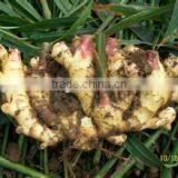 Buy China Organic Water-washed Ginger 2016' thumbnail-6