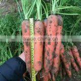 Red/Orange Carrot Seed Red Ginseng thumbnail-6