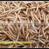 2.8 cm Microwave Dried Canary Brid Food Mealworms thumbnail-1