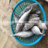 750G+ Frozen Fish Frigate Tuna Frigate Mackerel for Smoked thumbnail-1