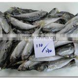 SEA FROZEN HORSE MACKEREL FISH WHOLE ROUND thumbnail-1