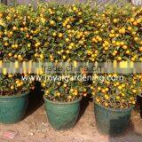 Citrus Mitis ( Citrofortunella Microcarpa) Ornamental Plants thumbnail-2
