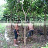 Tabebuia Rosea for Sale thumbnail-1