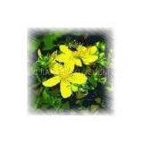 St. John's Wort Extract Powder thumbnail-1