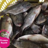Xiamen Tilapia Fish Whole Round, Black Tilapia Farm Raised