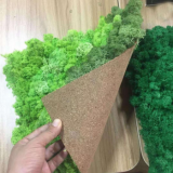 Top Quality Real Preserved Moss Wall With Cork Panel