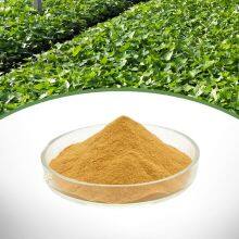 Ivy Leaf Extract