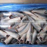 HGT Frozen Pacific Mackerel