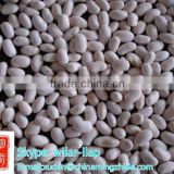 White Kidney Beans, Japanese type 2014 crop, 400-450pcs/100g