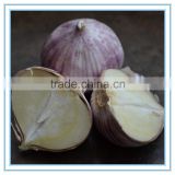 Farm cultivated purple cloves of garlic from China