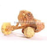 Matsutake Mushroom thumbnail-2