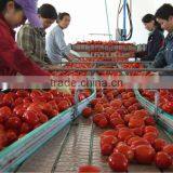 Red Sweet Dried Tomatoes For Wholesale Price Red Tomato thumbnail-5