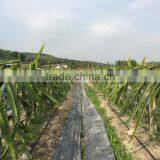 Pressure Compensated Drip Tape for Sale thumbnail-5