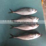 Good Quality Frozen Round Scad 10-12pcs/kg thumbnail-2