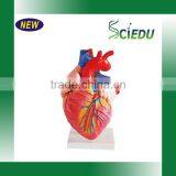 Natural Size Anatomy Human Heart Model