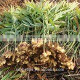 Instant Honeyed Ginger Drink, Ginger Tea thumbnail-1