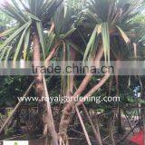 Pandanus Utilis High 4-5m thumbnail-5