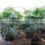 Raphis Multifida Burr Finger Palm Trees thumbnail-1