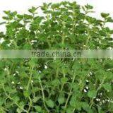 Oregano Oil thumbnail-2