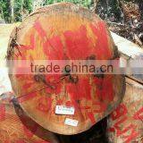 Suriname WPL / Witte Pinto Locus Log thumbnail-1
