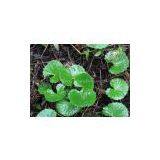 Gotu Kola Extract thumbnail-1