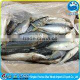 Mackerel Scomber Japonicus W/R thumbnail-2