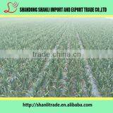 2016 New Crop Organic White Garlic Price Wholesale Chinese Garlic thumbnail-4