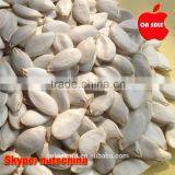 SNOW WHITE PUMPKIN SEEDS thumbnail-3