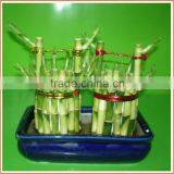 Bucket Shape Lucky Bamboo Bonsai Dracaena Sanderiana Indoor Ornamental Aquatic Feng Shui Plants Nursery Garden Decoration thumbnail-3