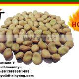 Fried And Salted Broad Beans For Sale, Fave Beans/broad Beans/Horse Beans Snacks thumbnail-4