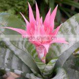 Golden Green Sansevieria for Indoor Ornamental Bonsai Plants thumbnail-3