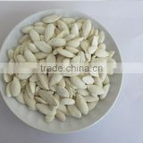 new crop chinese white pumpkin seeds 11cm-13cm,11mm-13mm