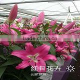 Hot sale fresh cut lily flowers from original flower plants